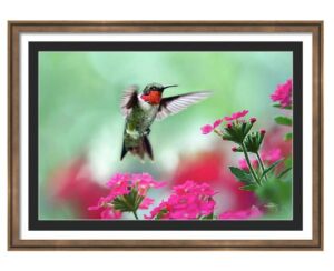 Capture 2 - Humming Bird Example